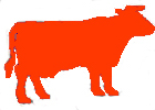red cow